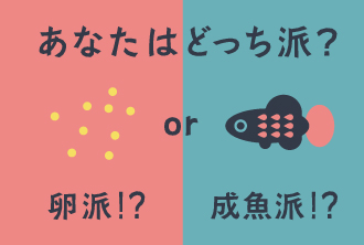 卵メ導入！あなたは卵派？成魚派？