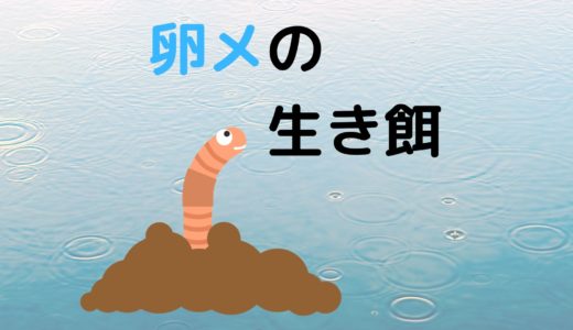 卵生メダカの生き餌。管理方法