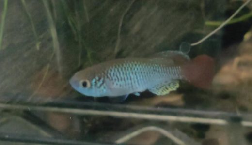 Nothobranchius derhami Ahero KEN 19-16