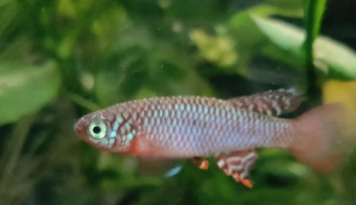 Nothobranchius flammicomantis Mwakanga FTZ 10-21